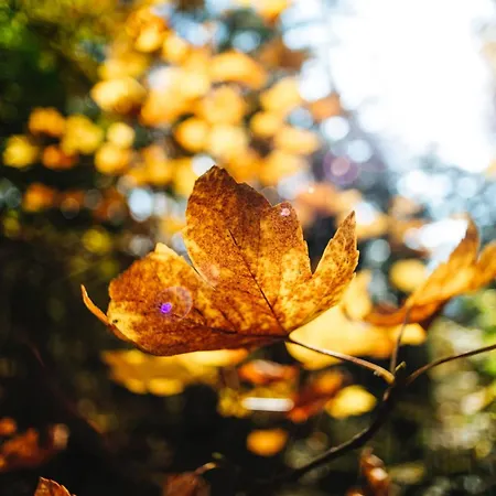 Doeit - Turismo E Cultura 3* Coniolo